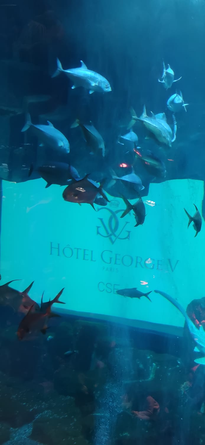 Arbre de noël George V Aquarium de Paris
